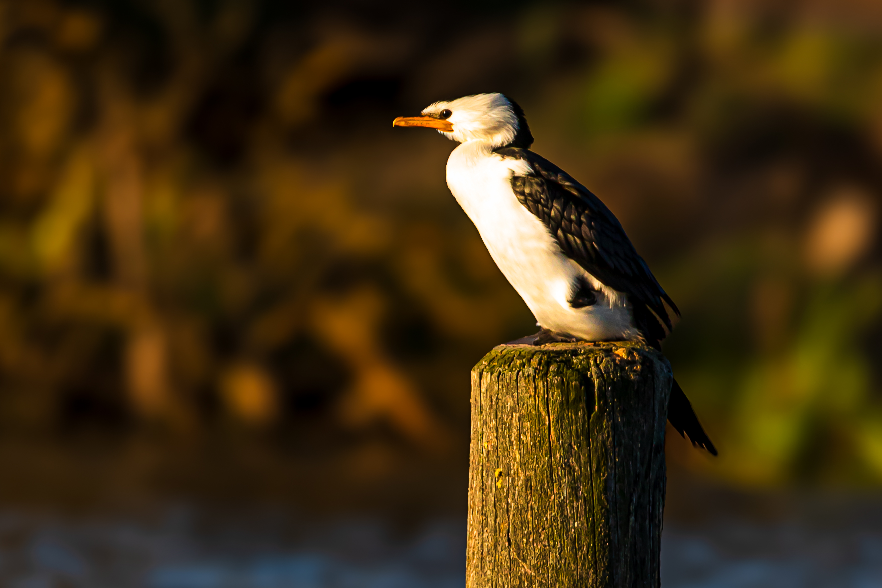 Gulls and gannets-2.jpg