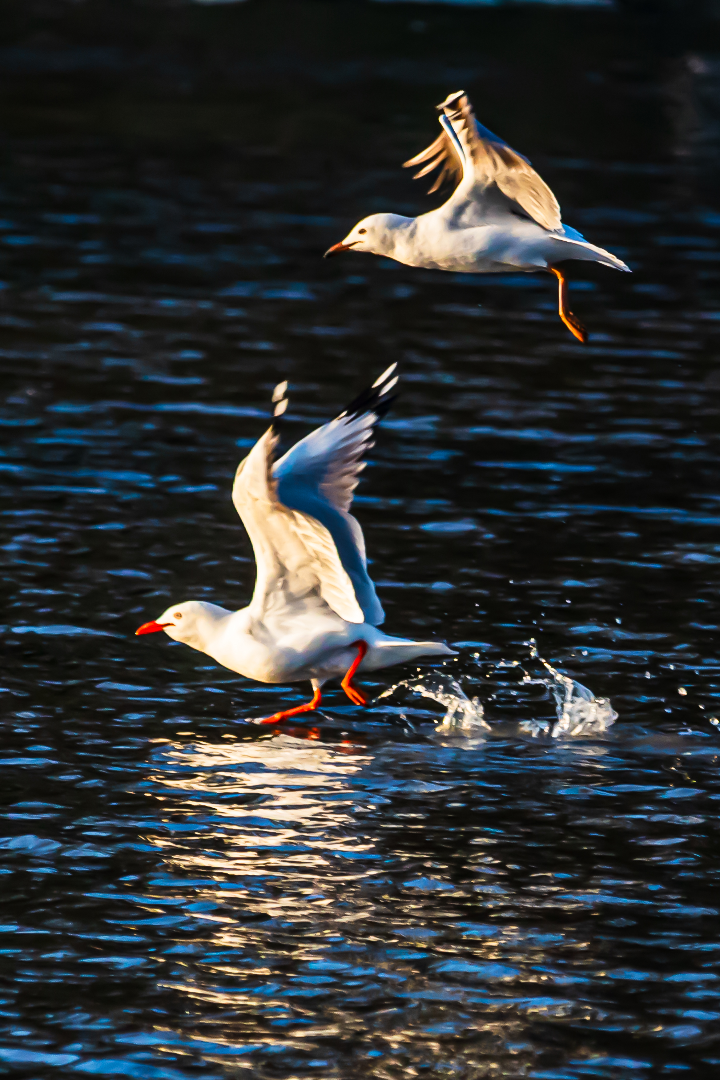 Gulls and gannets-3.jpg