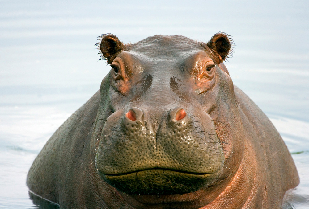 hippo.jpg