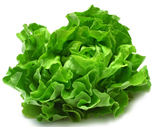 lettuce.jpg