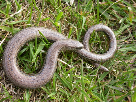 Slow_worm_cpt_Bruce_Shortland.JPG