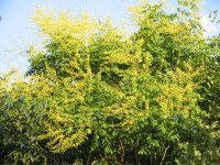 1024px-Koelreuteria_paniculata_flowering.jpg