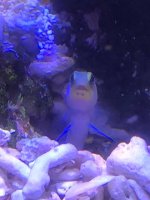 jawfish.jpg