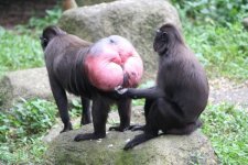 ginormous-monkey-butt-20161-1240326062-6.jpg