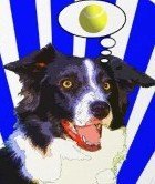 border_collie_ball.jpg