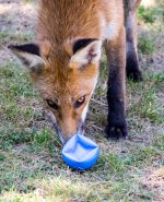 foxy-7a.jpg