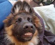 funny-dog-teeth-toofers-3-5e255a95cd31e__700.jpg