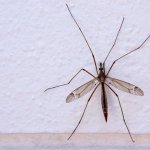 Crane-fly.jpg