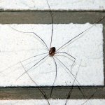 leiobunum-harvestmen-daddy-longlegs.jpg