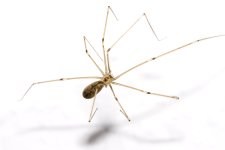 Pholcus.phalangioides.6905.jpg