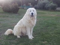 640px-The_Maremma_Sheepdog.jpg