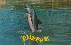 flipper.jpg