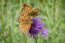 Dark Green Fritillaries.jpg