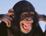 chimp.jpg