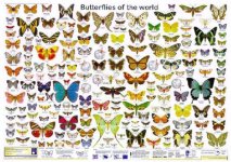 butterflies_of_the_world_poster.jpg