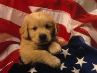 frank-siteman-golden-retriever-puppy-wrapped-in-us-flag.jpg