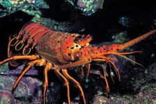 Californiaspinylobster-1050x700.jpg