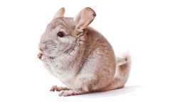 chinchilla.jpg