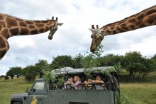 a-very-british-safari-port-lympne-reserve-kent.jpg