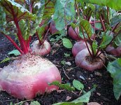 beets-in-garden.jpg