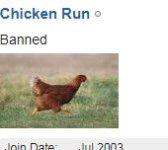 chicken run.jpg