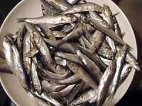 300px-Whitebait.JPG