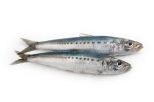 sardine-3.jpg