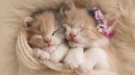 Ultra-Fluffy-Kittens-672x372.jpg