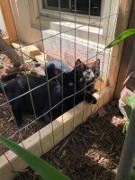 Neve and Wyn in Catio.jpg