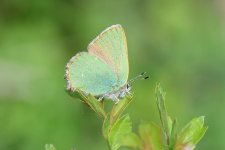 Green Hairstreak NSC.JPG