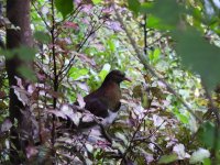 Kereru.jpeg