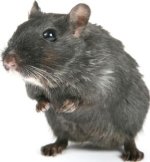 rat_55381t.jpg