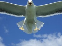 seagull1.jpg