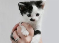 kitler_cat1.jpg