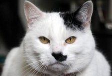 kitler 2.jpg