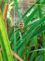 Wasp Spider 5..jpg