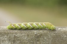 Privet Hawk Moth Caterpillar.jpg