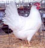 white_leghorn_std_hen.jpg