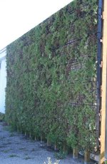 living wall example01.jpg