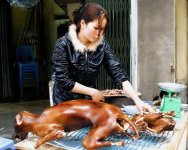 korea-dog-meat.jpg