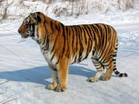 1952039-Amur_Tiger-Heilongjiang_Sheng.jpg