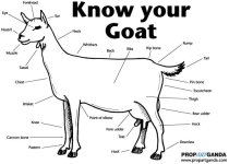 goat-know-your-goat.jpg