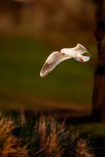 Gulls and gannets-5.jpg