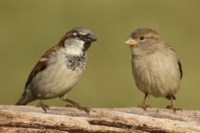 777455944-Species-House-Sparrow-MALE-and-FEMALE-Perched-on-branch.jpg