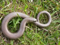 Slow_worm_cpt_Bruce_Shortland.JPG