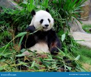 giant-panda-eating-bamboo-27449708.jpg