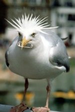 punk%20seagull.jpg