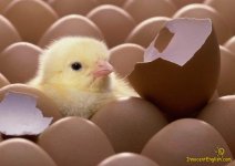 cute-baby-chick.jpg