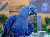 Blue-Parrot-1560.jpg