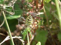 wasp spider 2005.jpg